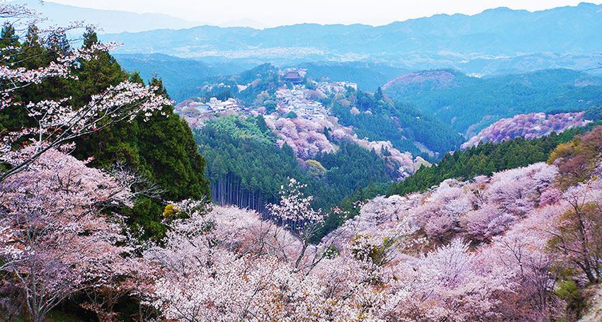 吉野山・桜のイメージ画像